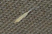 Coleophora glaucicolella
