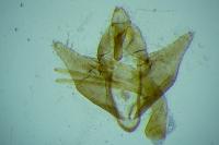 Pleurota pungitiella