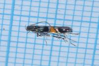 Cosmopterix orichalcea