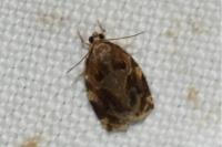 Archips xylosteana