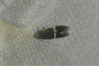 Aproaerema cinctella