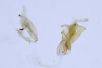 Aproaerema cinctella