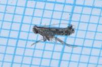 Parornix finitimella