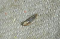 Phyllonorycter oxyacanthae