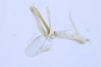 Phyllonorycter oxyacanthae
