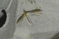 Merrifieldia malacodactyla