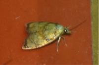 Acleris bergmanniana