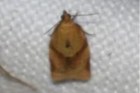Clepsis consimilana