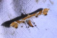 Cnaemidophorus rhododactylus