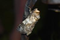 Cossus cossus
