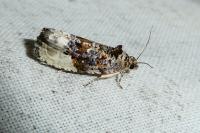 Hedya nubiferana