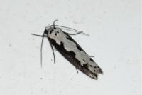 Ethmia bipunctella