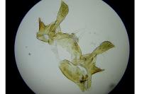 Metzneria intestinella