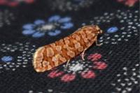 Lozotaeniodes formosana