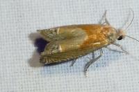 Eucosma gr. hohenwartiana