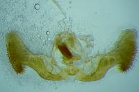 Eucosma gr. hohenwartiana
