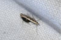 Plutella xylostella