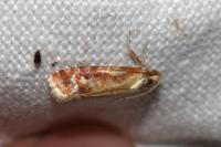 Rhyacionia buoliana