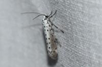 Yponomeuta