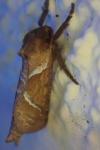 Triodia sylvina