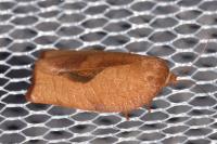 Cacoecimorpha pronubana