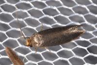 Cephimallota crassiflavella