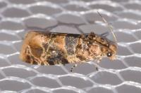 Lobesia botrana