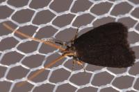 Lecithocera nigrana