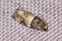 Lobesia bicinctana