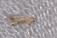Stomopteryx
