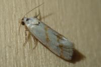 Aethes flagellana