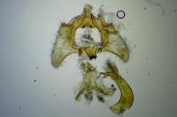 Aethes flagellana