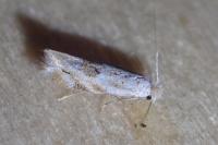 Bucculatrix bechsteinella