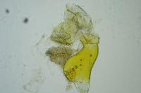 Bucculatrix bechsteinella