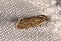 Capua vulgana