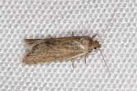 Capua vulgana