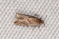 Ancylis comptana