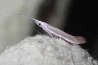 Coleophora discordella