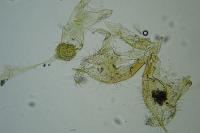 Coleophora discordella