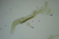 Coleophora discordella