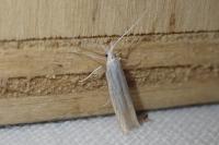 Coleophora paucinotella