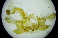 Coleophora paucinotella