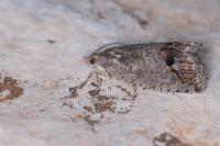 Cydia splendana
