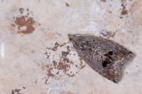 Cydia splendana
