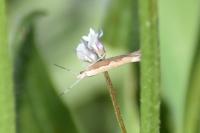 Plutella xylostella