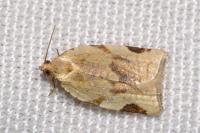 Paramesia gnomana