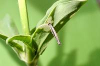 Coleophora saponariella