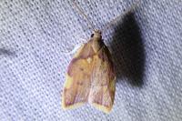 Carcina quercana