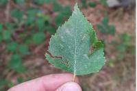 Phyllonorycter ulmifoliella