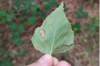 Phyllonorycter ulmifoliella